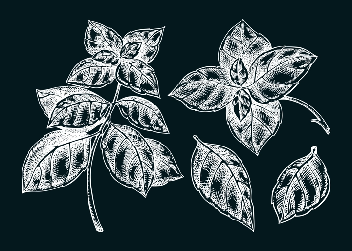 Italian Basil sketches set. Kitchen spice chalk drawing. Italian herbs and spices hand-drawn vector illustration. NOT AI generated